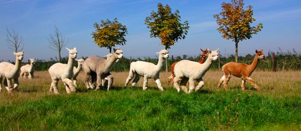 Alpaca ecologisch dier